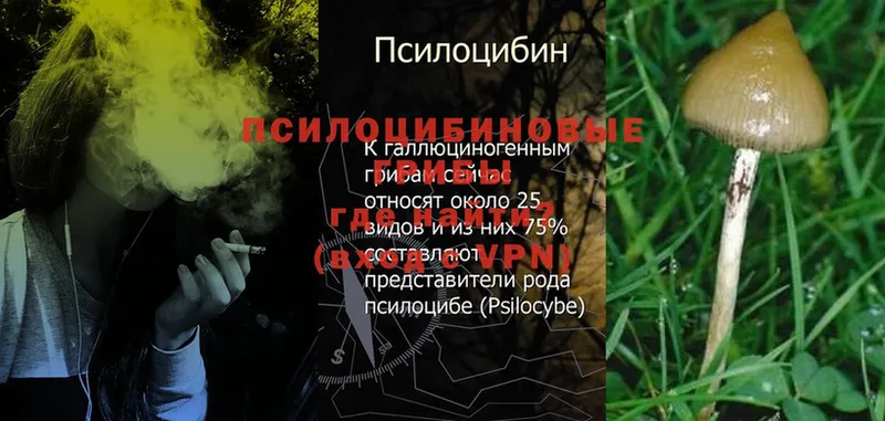 Псилоцибиновые грибы Psilocybine cubensis  OMG сайт  Куйбышев  закладка 